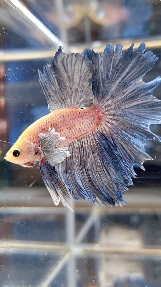 HALFMOON DUMBO EAR BLUE GRIZZLE BETTA FISH