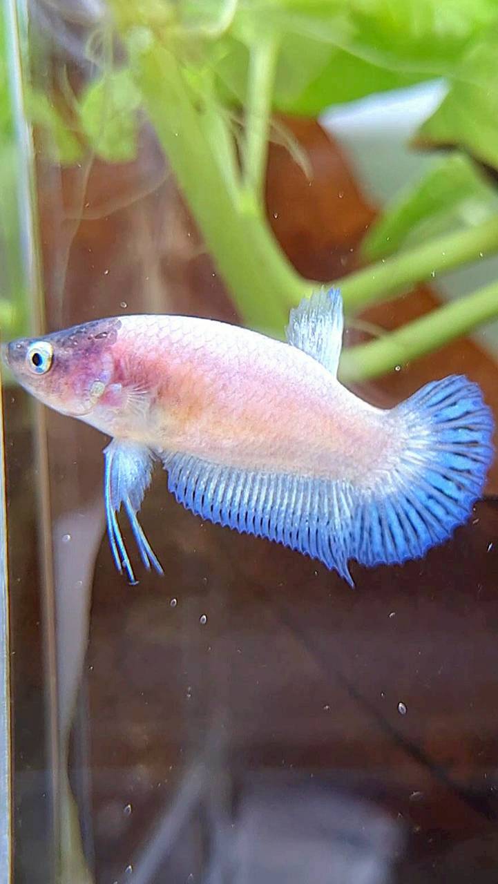 FEMALE PLAKAT WHITE CELLOPHANE BLACK HEAD BETTA FISH – Rare Betta