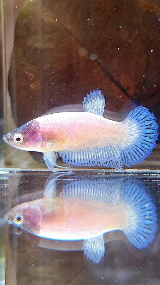 FEMALE PLAKAT WHITE CELLOPHANE BLACK HEAD BETTA FISH