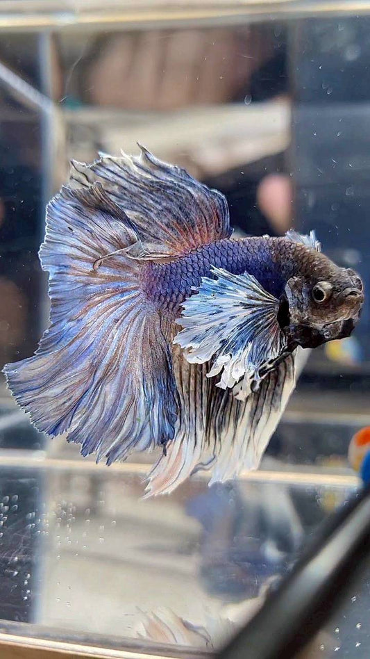 HALFMOON DUMBO EAR ROSETAIL BLUE DARK PURPLE BETTA FISH