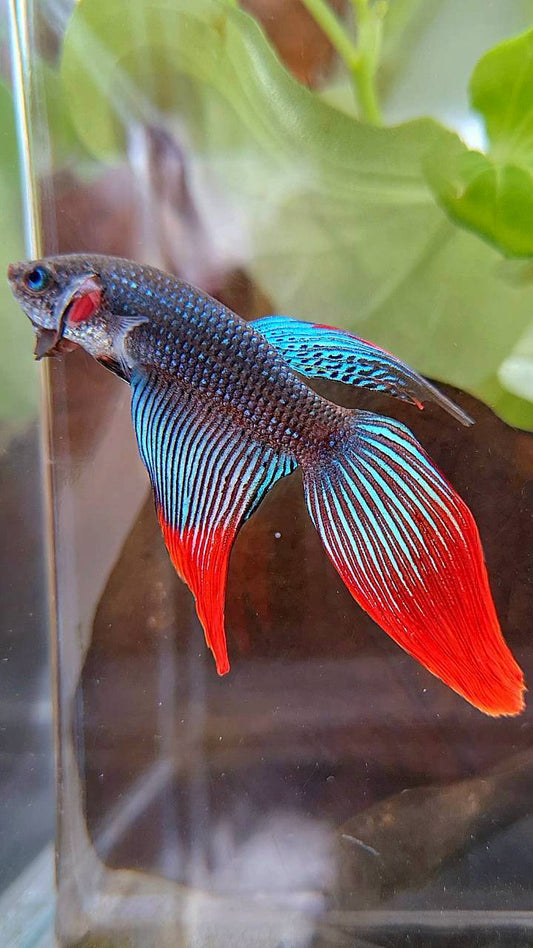 VEILTAIL IMBELIS RED GREEN HYBRID WILD BETTA FISH