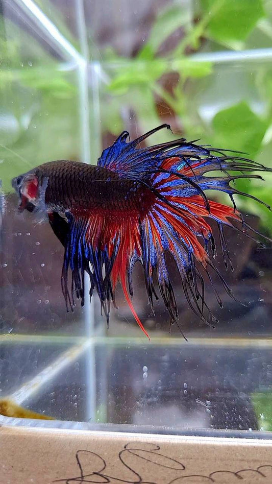 CROWNTAIL BLACK GALAXY AVATAR BETTA FISH