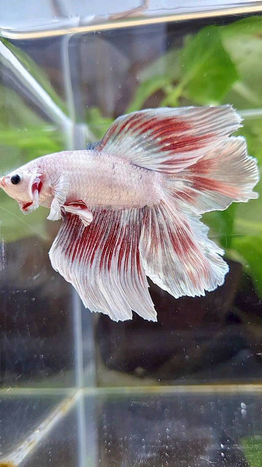 HALFMOON DOUBLE TAIL WHITE DRAGON RED WASH BETTA FISH