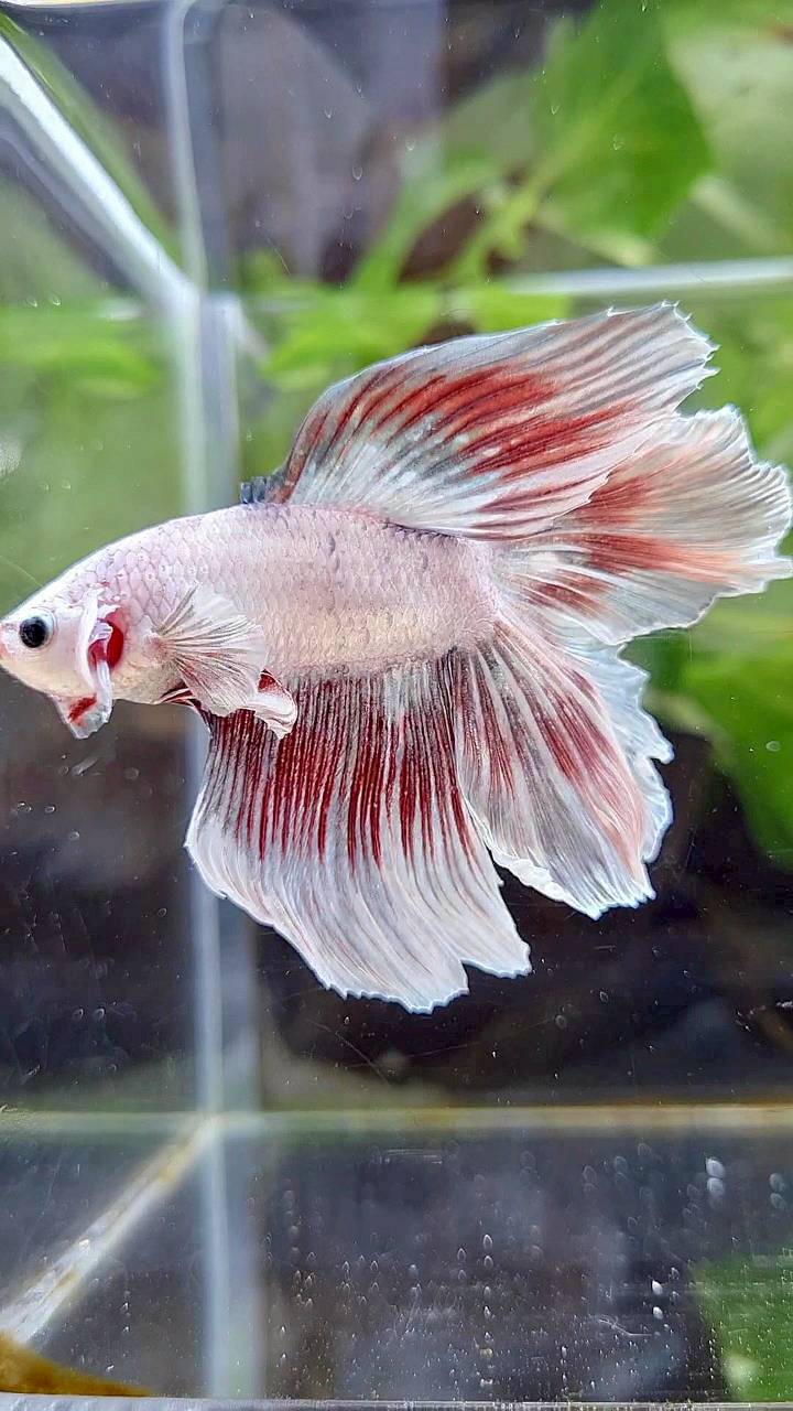 HALFMOON DOUBLE TAIL WHITE DRAGON RED WASH BETTA FISH