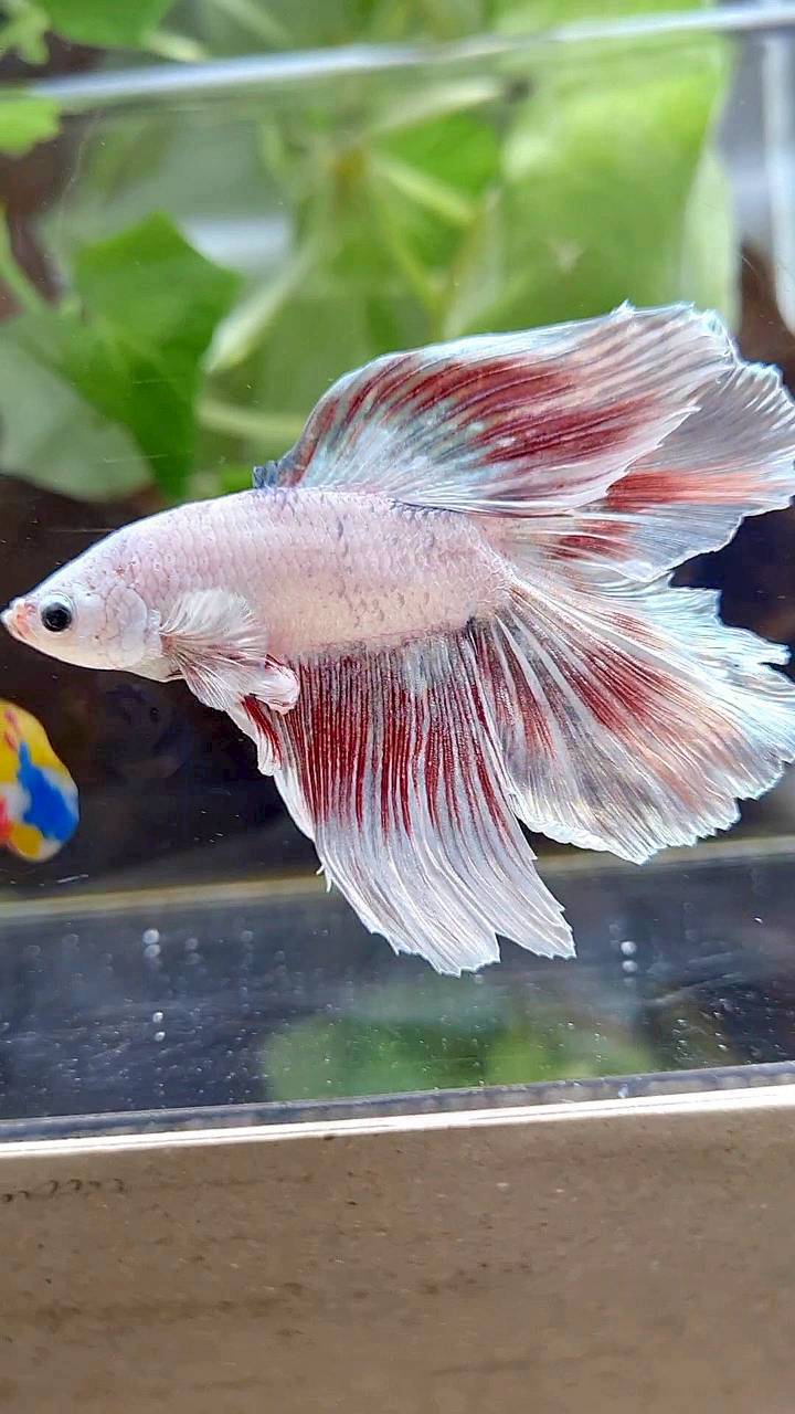 HALFMOON DOUBLE TAIL WHITE DRAGON RED WASH BETTA FISH