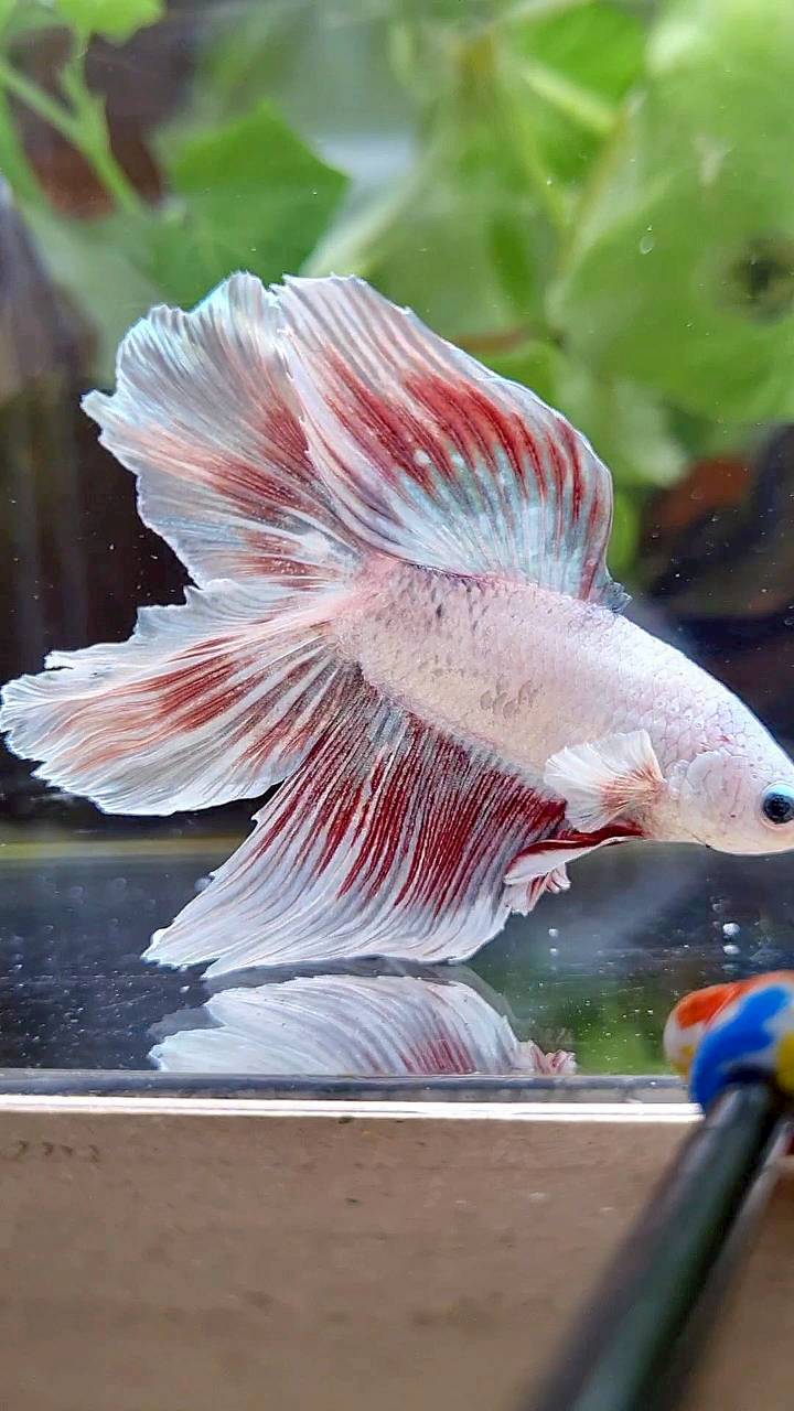 HALFMOON DOUBLE TAIL WHITE DRAGON RED WASH BETTA FISH