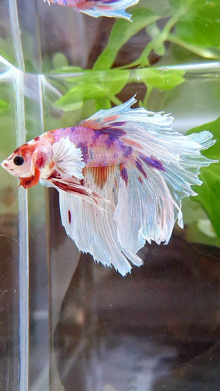 HALFMOON DUMBO EAR WHITE MULTICOLOR BETTA FISH
