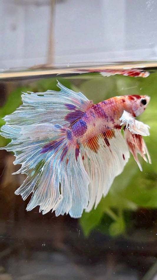 HALFMOON DUMBO EAR WHITE MULTICOLOR BETTA FISH