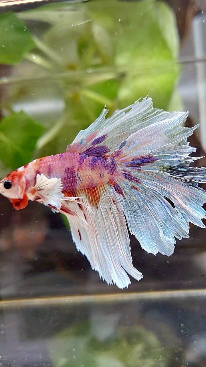 HALFMOON DUMBO EAR WHITE MULTICOLOR BETTA FISH