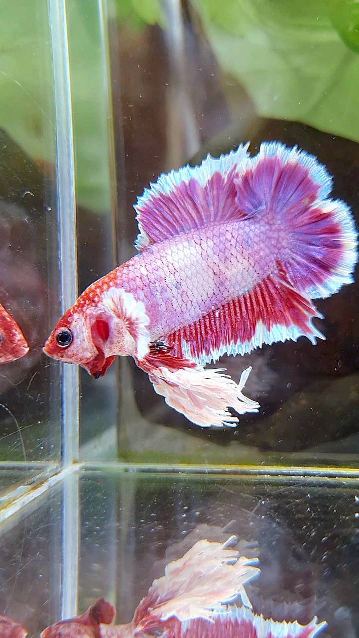 KING PLAKAT DOUBLE TAIL PINK PURPLE FANCY BETTA FISH