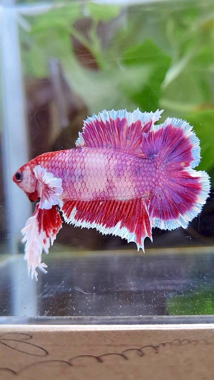 KING PLAKAT DOUBLE TAIL PINK PURPLE FANCY BETTA FISH