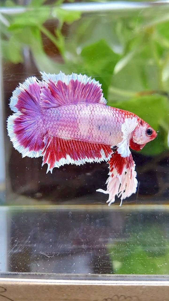 KING PLAKAT DOUBLE TAIL PINK PURPLE FANCY BETTA FISH