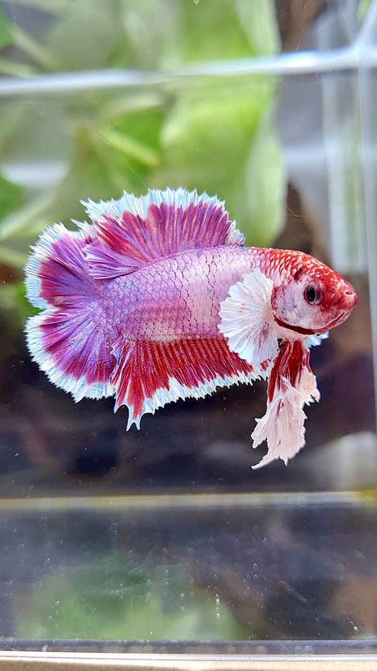 KING PLAKAT DOUBLE TAIL PINK PURPLE FANCY BETTA FISH