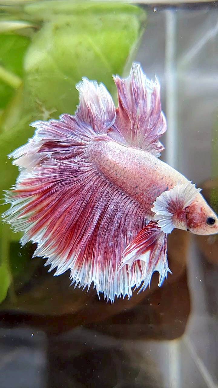 HALFMOON FEATHER TAIL BIG EAR PINK BETTA FISH