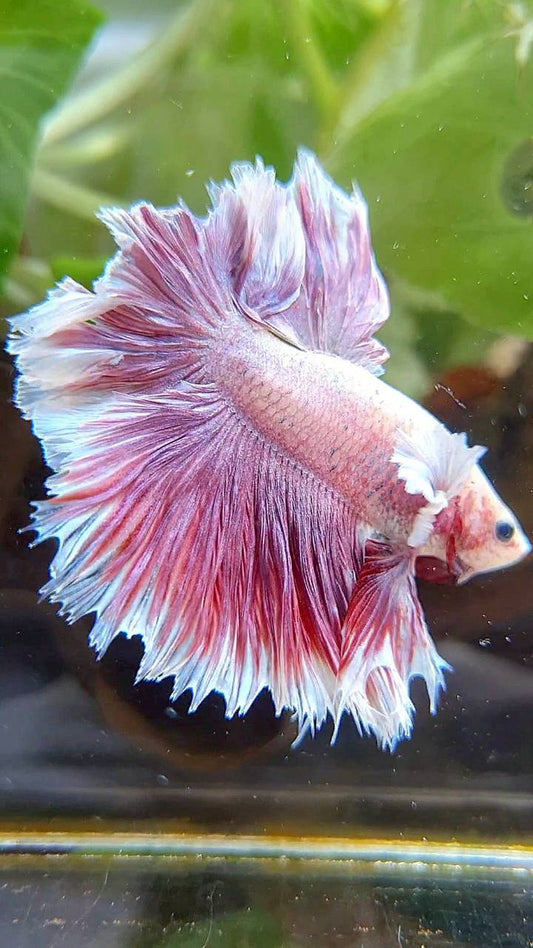 HALFMOON FEATHER TAIL BIG EAR PINK BETTA FISH