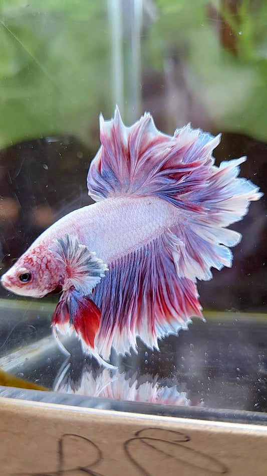 HALFMOON FEATHER TAIL BIG EAR PURPLE BETTA FISH (minus little wart)