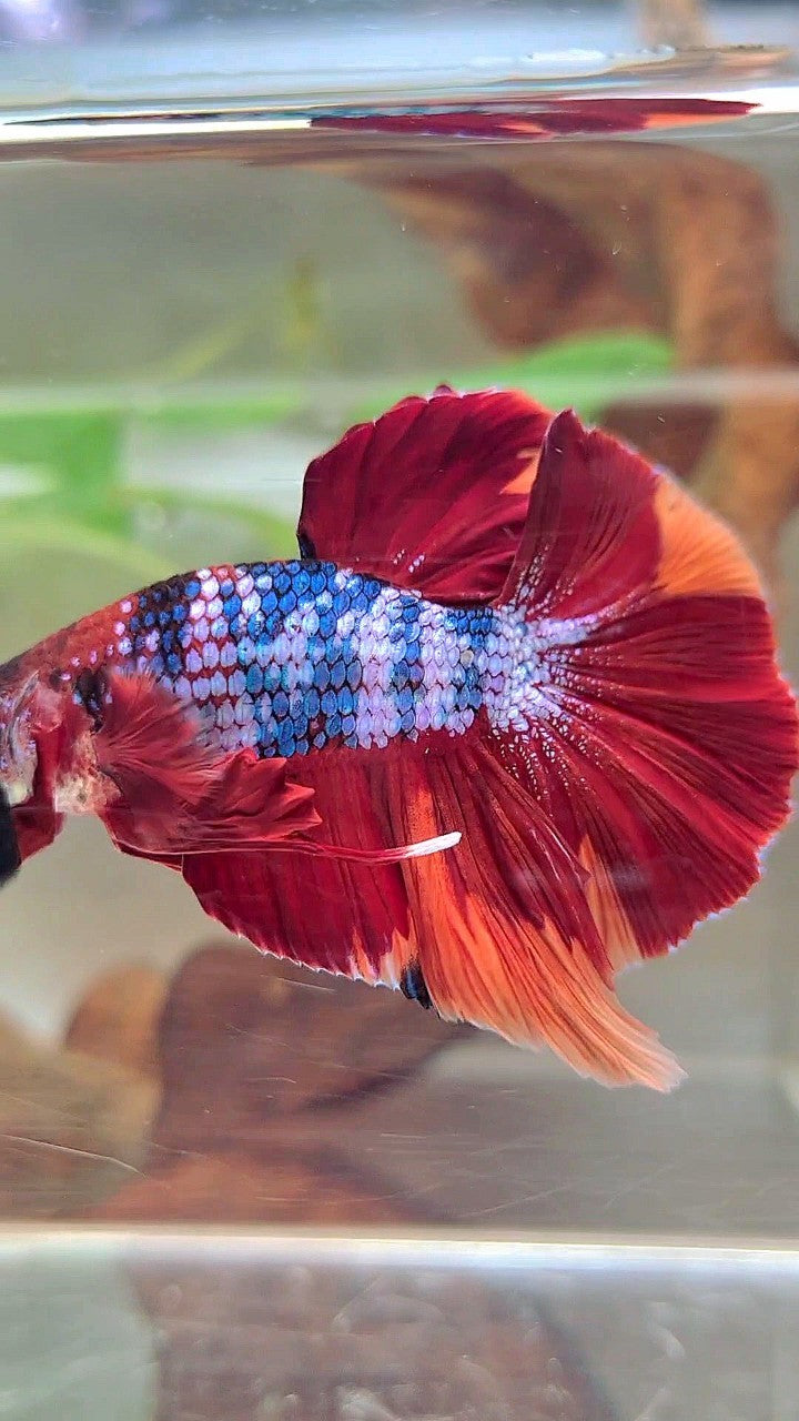 XXL HMPK RED NEMO FANCY MULTICOLOR BETTA FISH