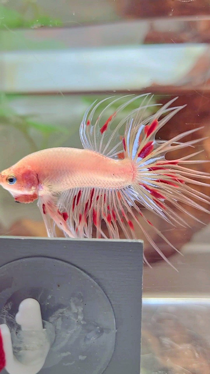 CROWNTAIL ARMAGEDDON BETTA FISH