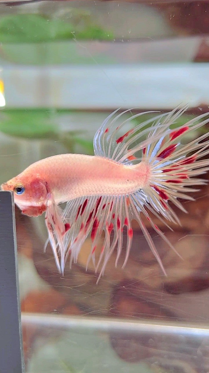 CROWNTAIL ARMAGEDDON BETTA FISH
