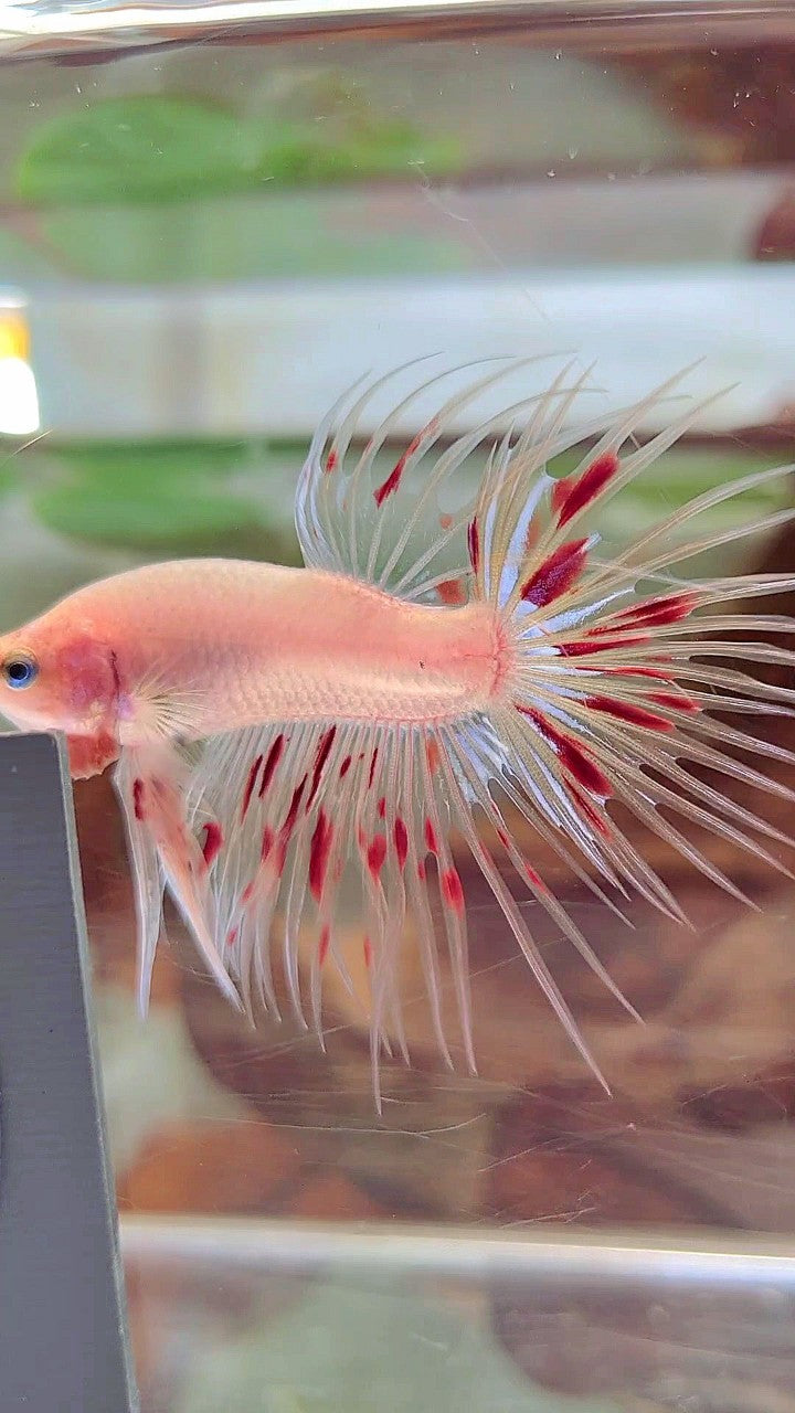 CROWNTAIL ARMAGEDDON BETTA FISH