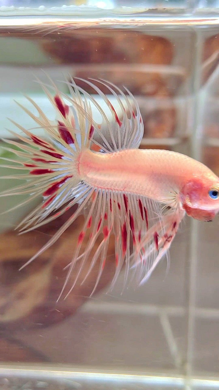 CROWNTAIL ARMAGEDDON BETTA FISH