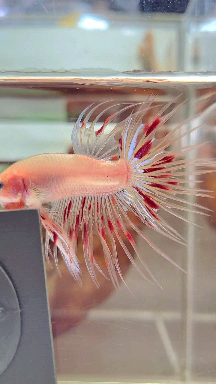 CROWNTAIL ARMAGEDDON BETTA FISH