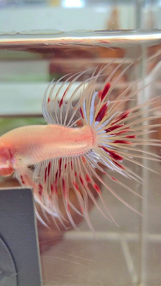 CROWNTAIL ARMAGEDDON BETTA FISH