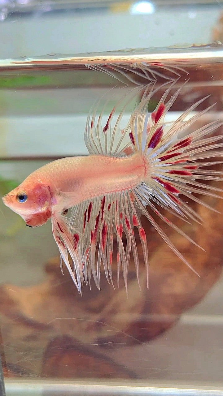 CROWNTAIL ARMAGEDDON BETTA FISH