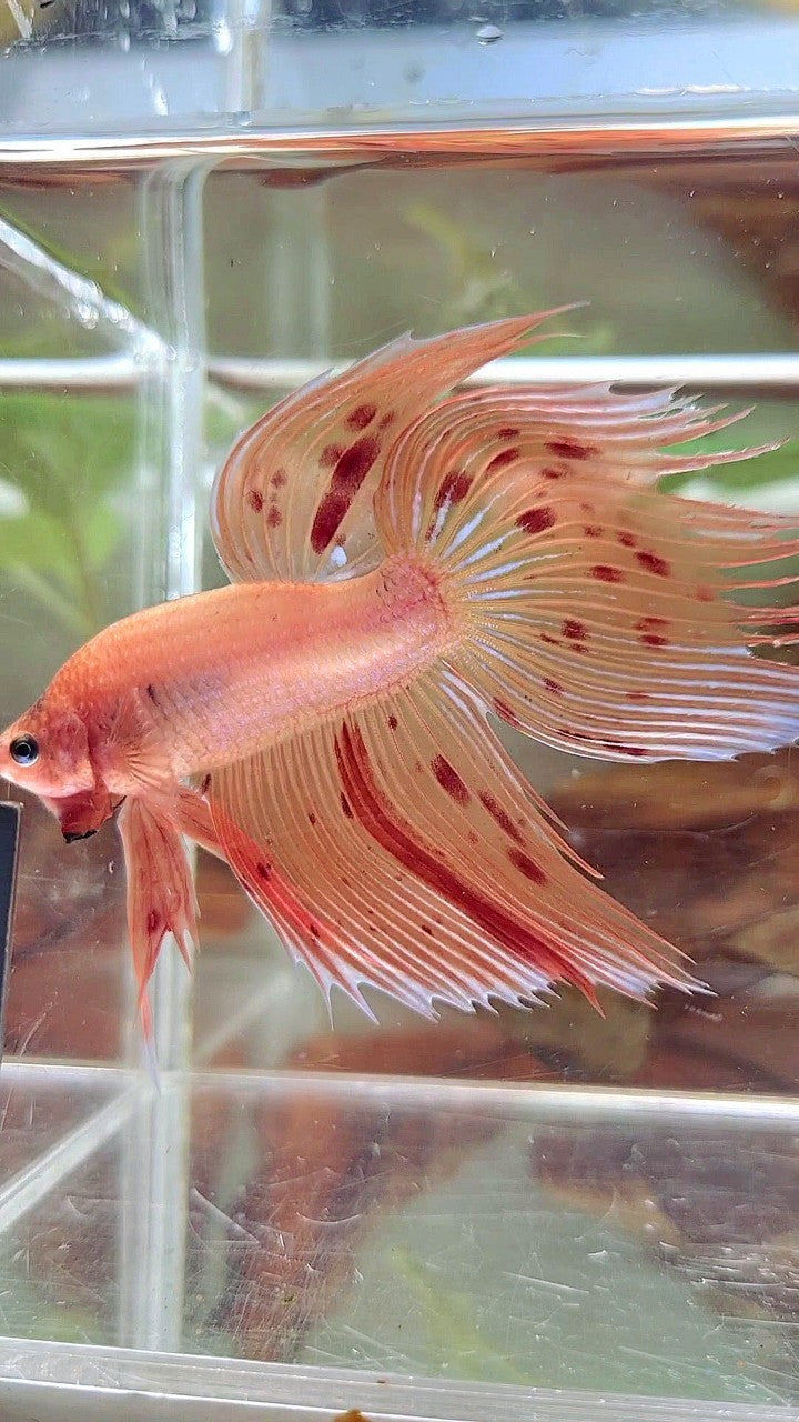 XL VEILTAIL ARMAGEDDON VANDA BETTA FISH