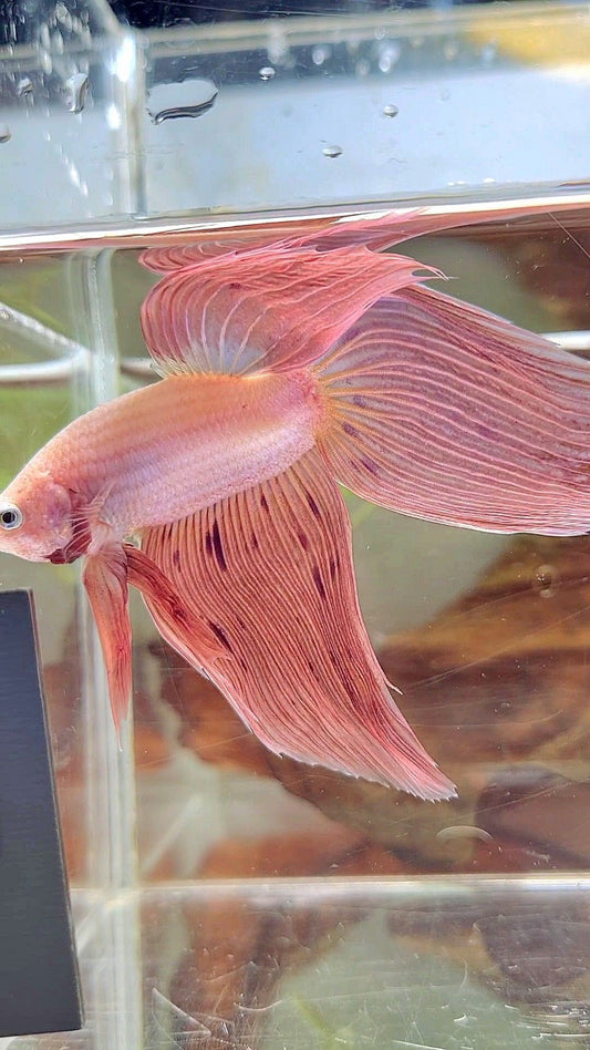 XL VEILTAIL PINK ARMAGEDDON VANDA PREMIUM BETTA FISH
