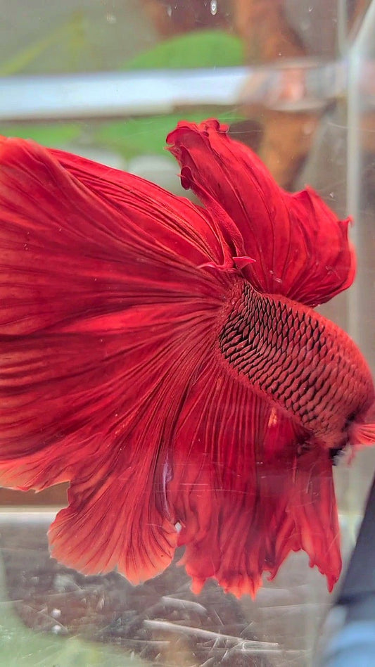 XL HALFMOON ROSETAIL SUPER RED BETTA FISH