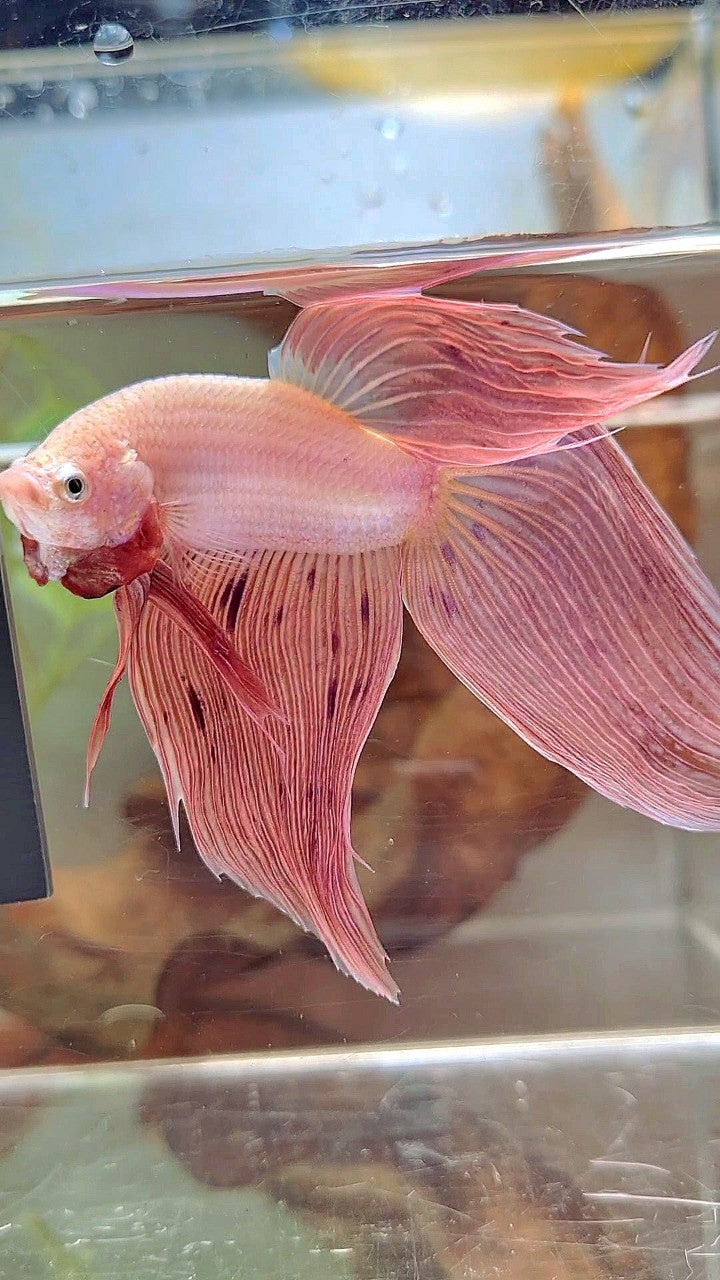 XL VEILTAIL PINK ARMAGEDDON VANDA PREMIUM BETTA FISH