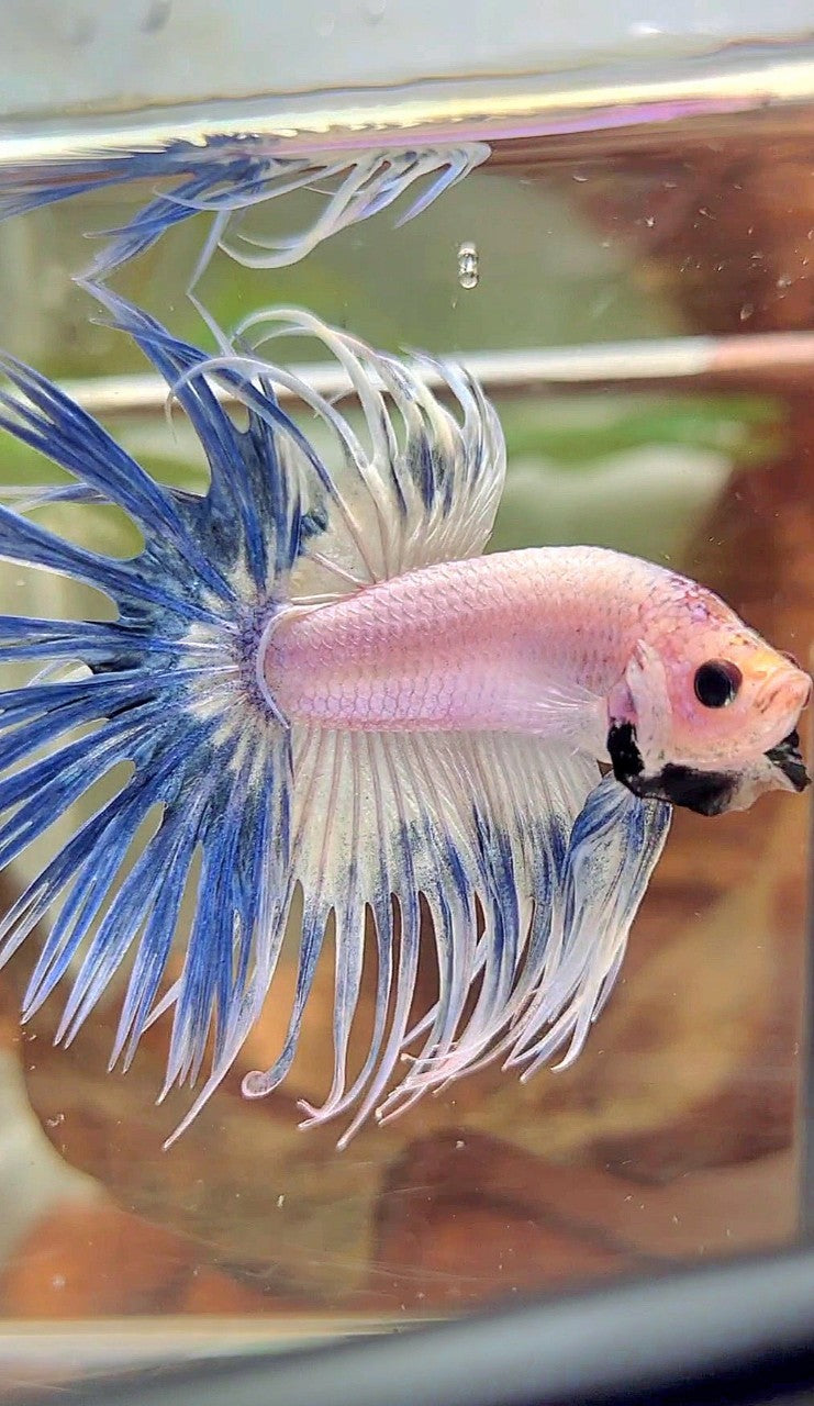 CROWNTAIL BLUE RIM GRIZZLE BETTA FISH