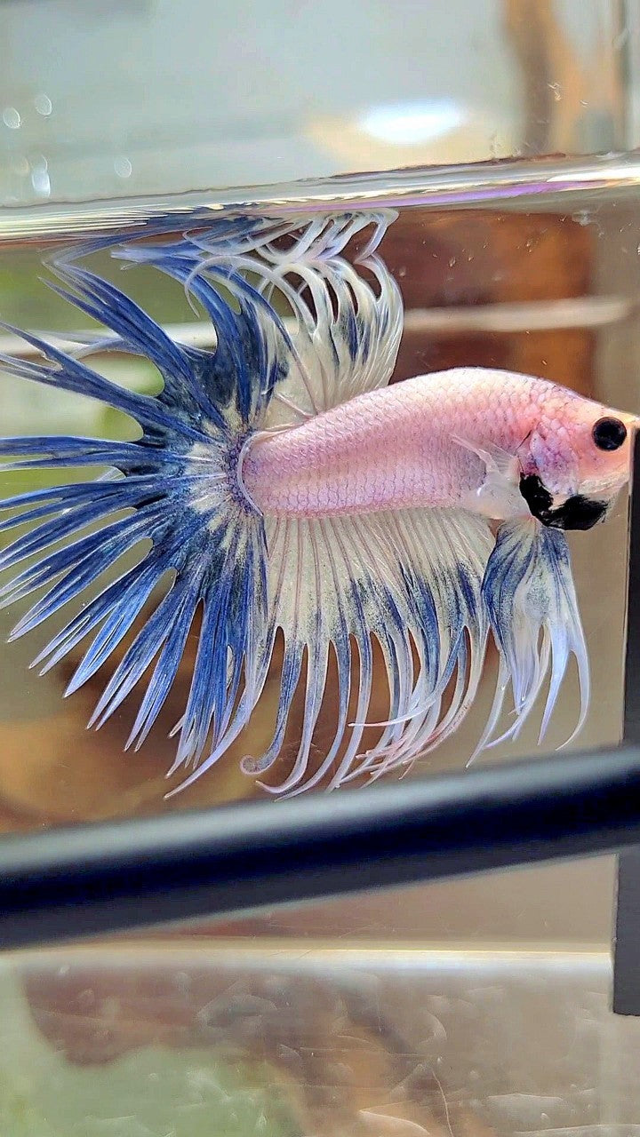 CROWNTAIL BLUE RIM GRIZZLE BETTA FISH