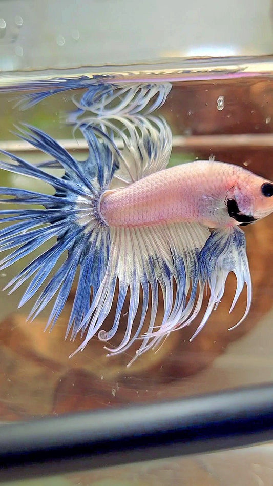 CROWNTAIL BLUE RIM GRIZZLE BETTA FISH
