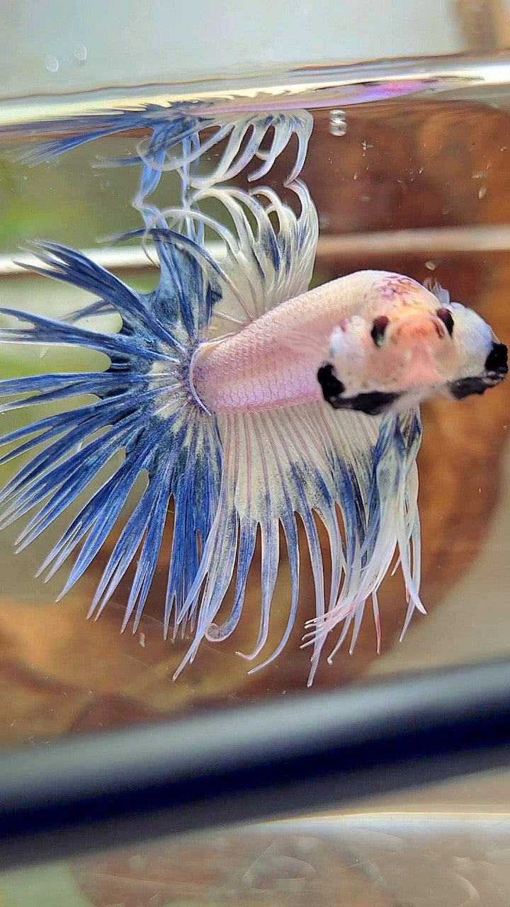 CROWNTAIL BLUE RIM GRIZZLE BETTA FISH