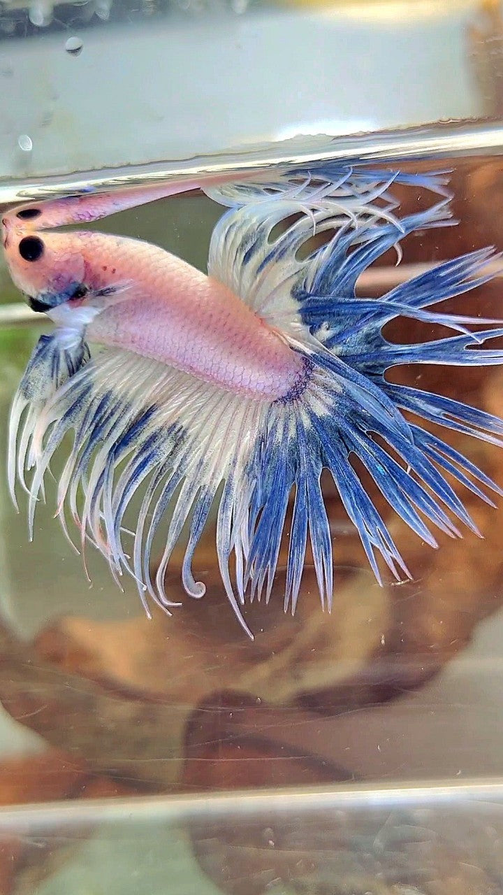 CROWNTAIL BLUE RIM GRIZZLE BETTA FISH
