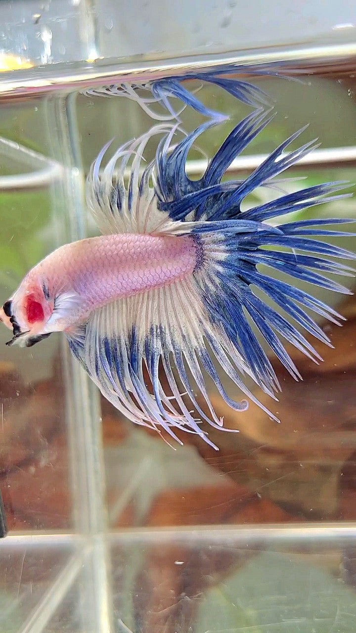 CROWNTAIL BLUE RIM GRIZZLE BETTA FISH