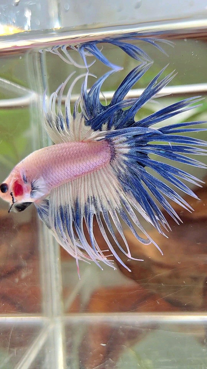 CROWNTAIL BLUE RIM GRIZZLE BETTA FISH