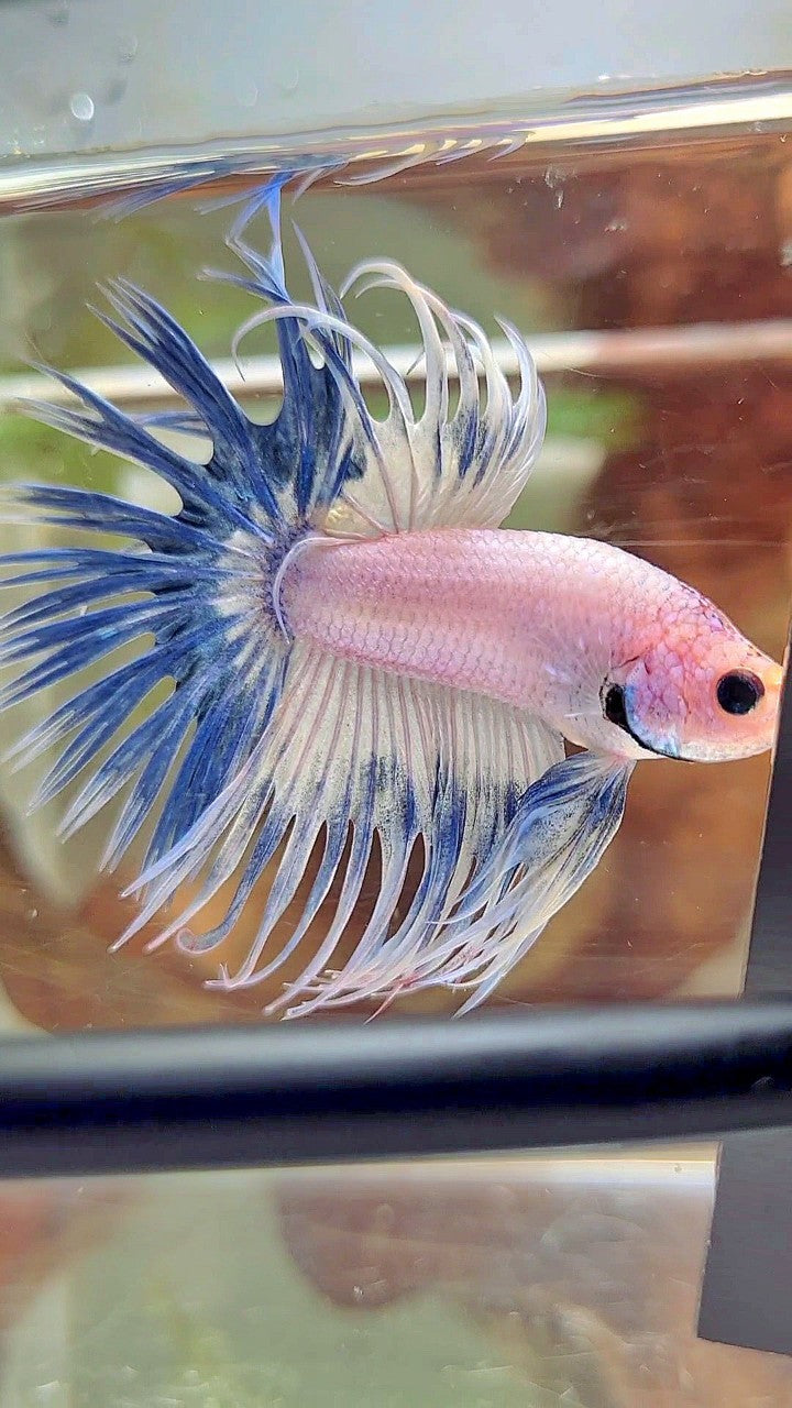 CROWNTAIL BLUE RIM GRIZZLE BETTA FISH