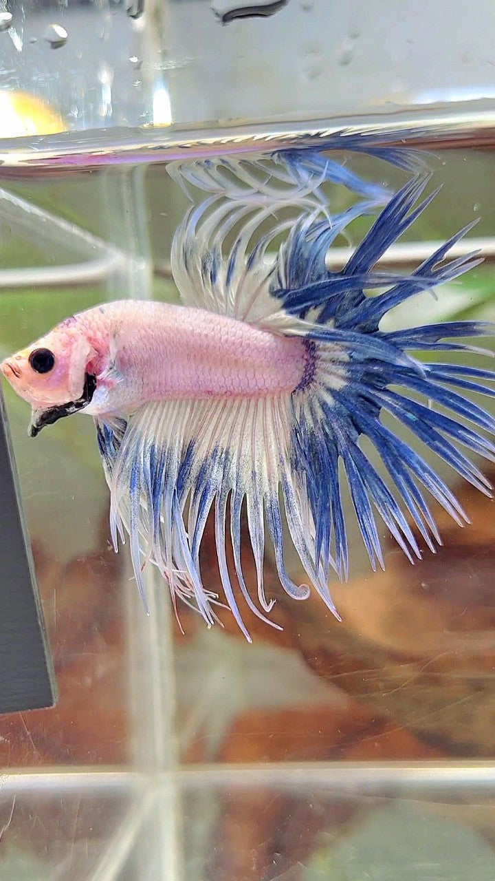 CROWNTAIL BLUE RIM GRIZZLE BETTA FISH