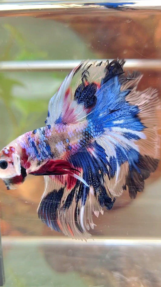 HALFMOON ROSETAIL EINZIGARTIGER BLAUER AOC-MEHRFARBIGER BETTA-FISCH