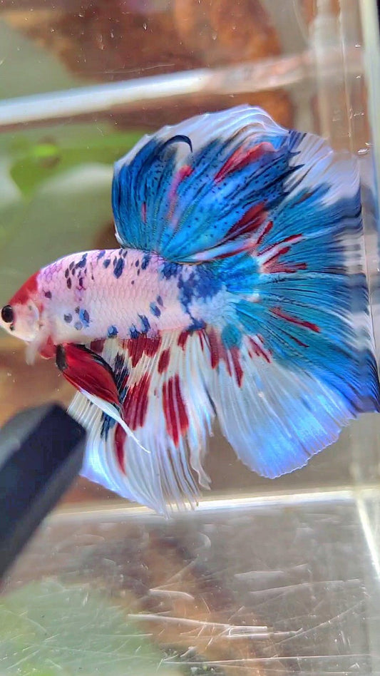 XL HALFMOON BLUE RED MARBLE MULTICOLOR BETTA FISH