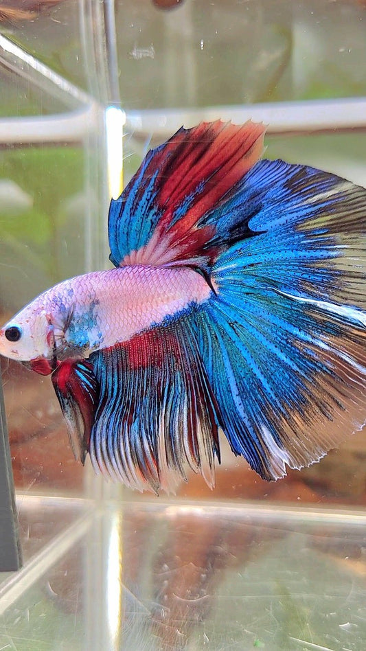 XL HALFMOON ROSETAIL BLUE FANCY MULTICOLOR BETTA FISH