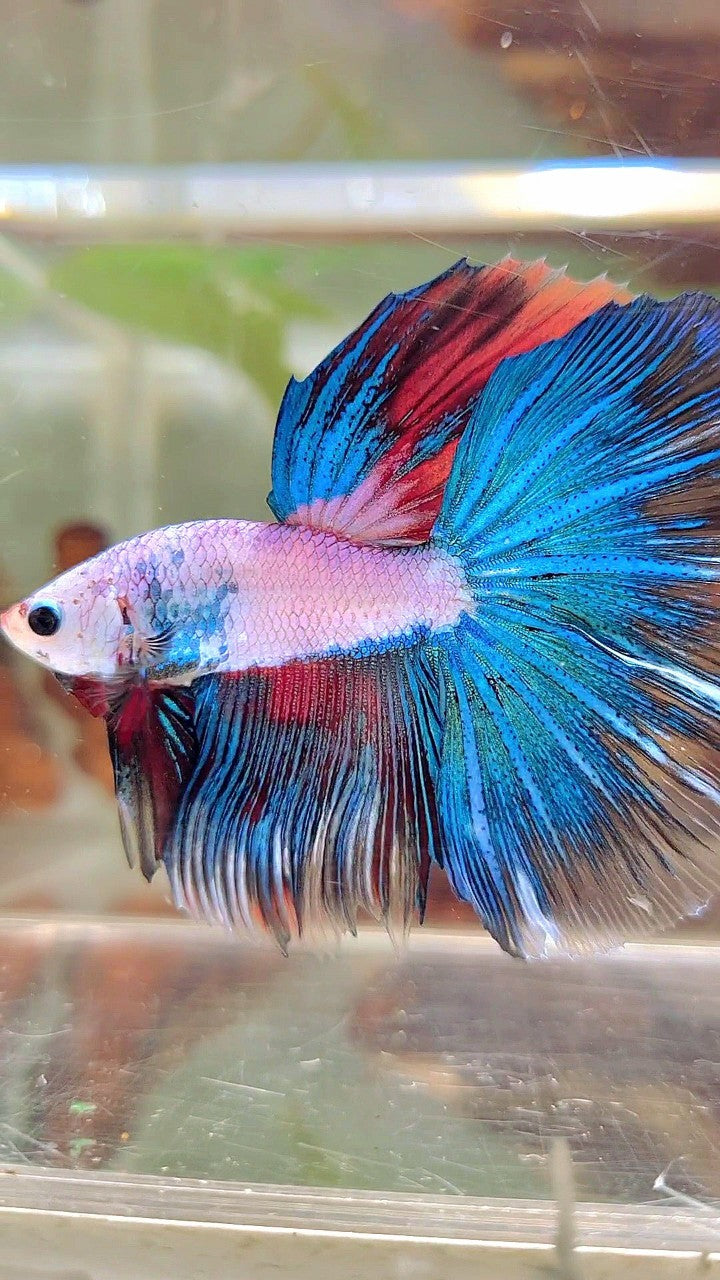 XL HALFMOON ROSETAIL BLUE FANCY MULTICOLOR BETTA FISH