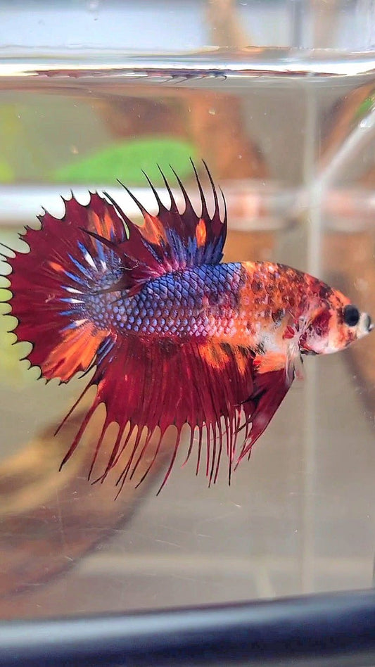 CTPK CROWNTAIL PLAKAT NEMO FIRE MULTICOLOR BETTA FISH