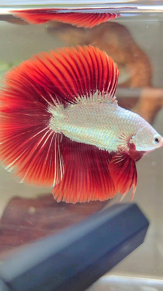 XL HALFMOON DOUBLE TAIL RED DRAGON SNOW BETTA FISH