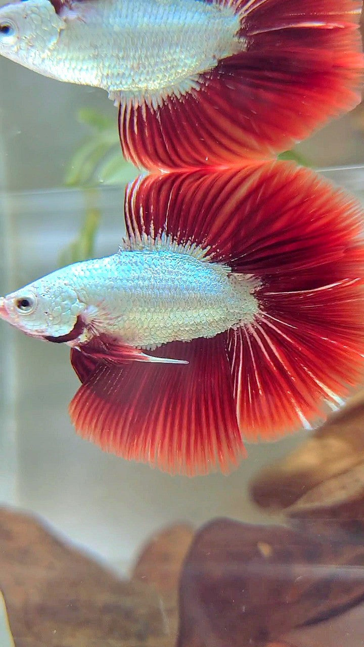 XL HALFMOON DOUBLE TAIL RED DRAGON SNOW BETTA FISH