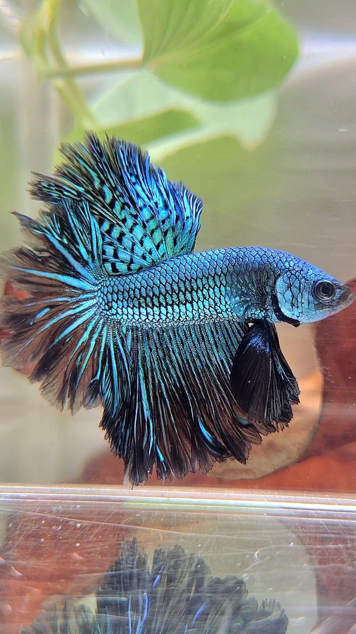 LUXURY HALFMOON ROSETAIL ALIEN GREEN-BLUE HYBRID WILD BETTA FISH
