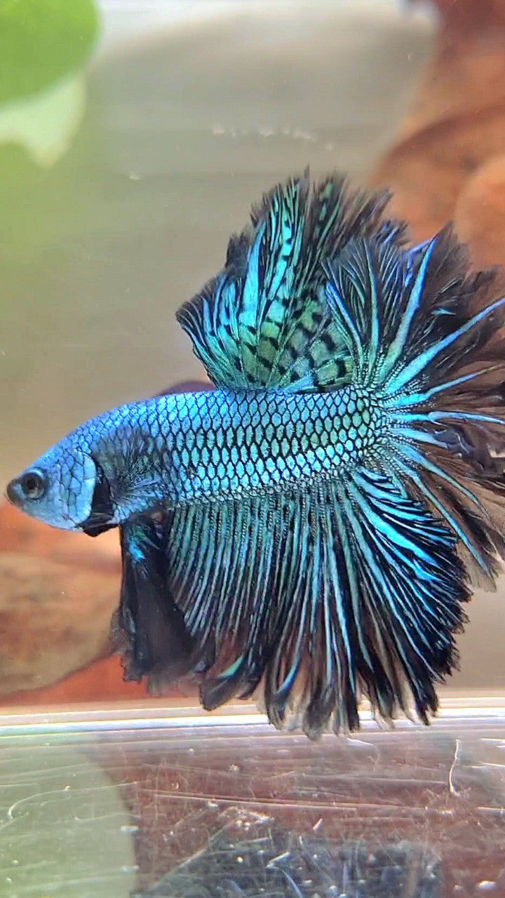 LUXURY HALFMOON ROSETAIL ALIEN GREEN-BLUE HYBRID WILD BETTA FISH
